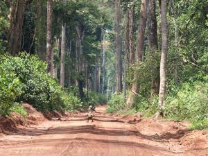 DZANGA SHANGA