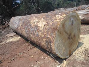 IROKO LOG3 - 非洲黄金木