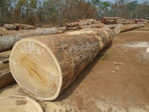 PACHYLOBA LOG YARD - 非洲厚叶缅茄木