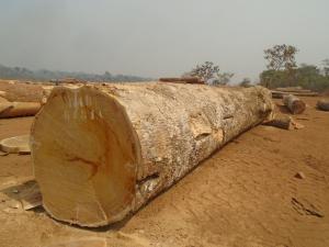 PACHYLOBA LOG YARD2 - 非洲厚叶缅茄木