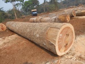 PACHYLOBA LOG YARD7 - 非洲厚叶缅茄木ADOUK LOG - 西非紫檀木